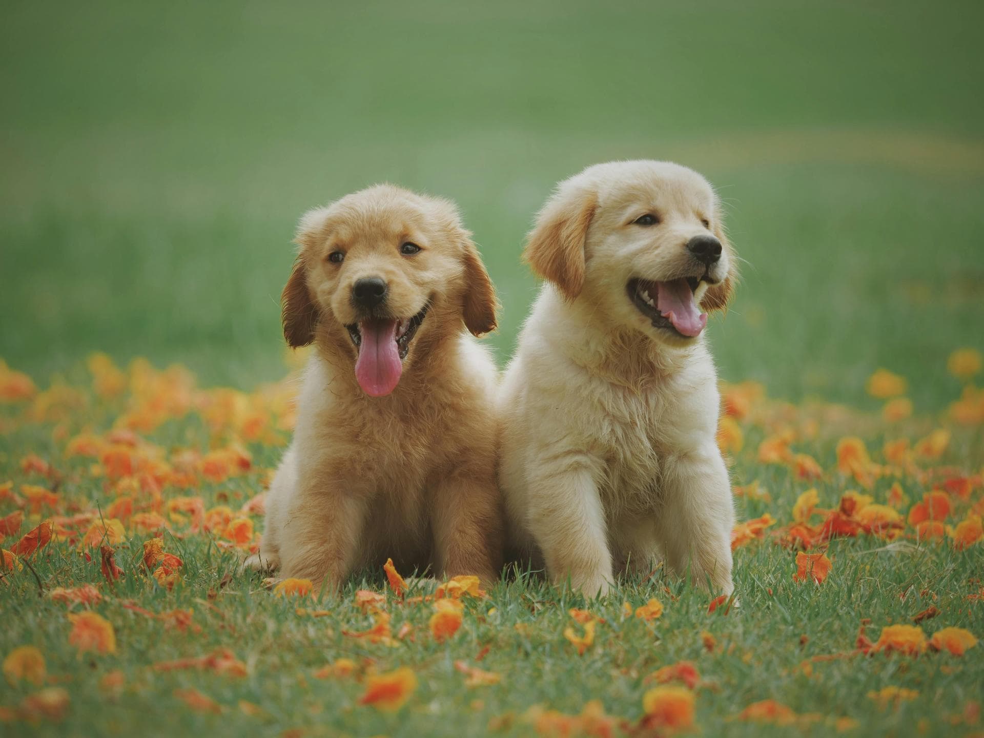 Dog & Cat Vets in Towner