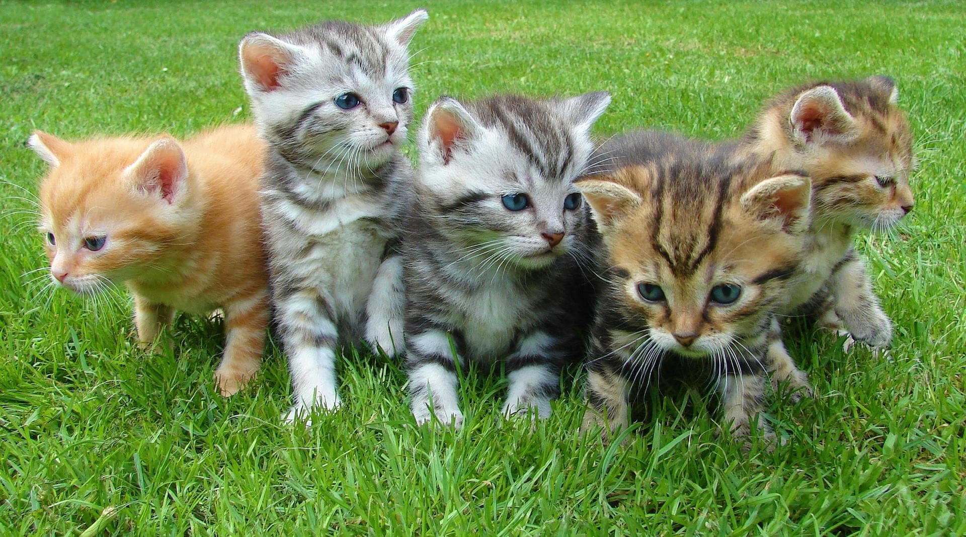 Dog & Cat Vets in Bottineau