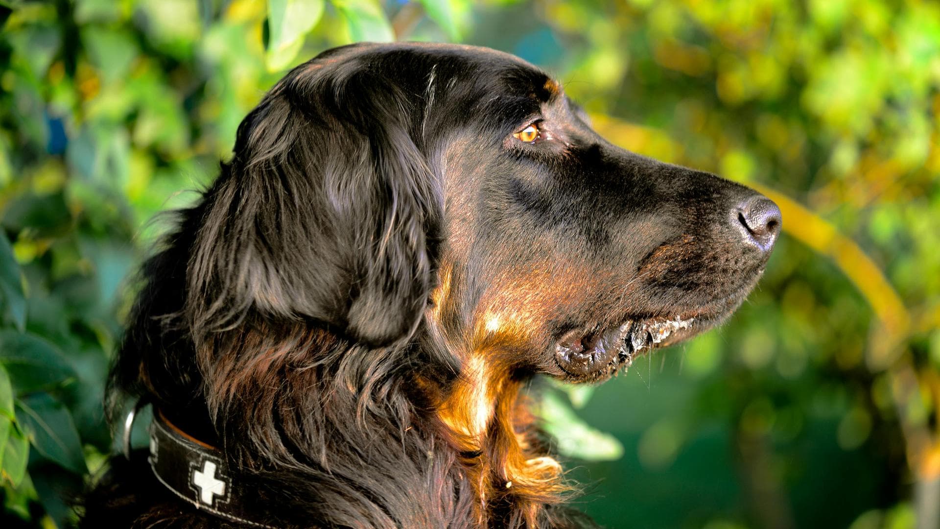 Dog & Cat Vets in Burlington