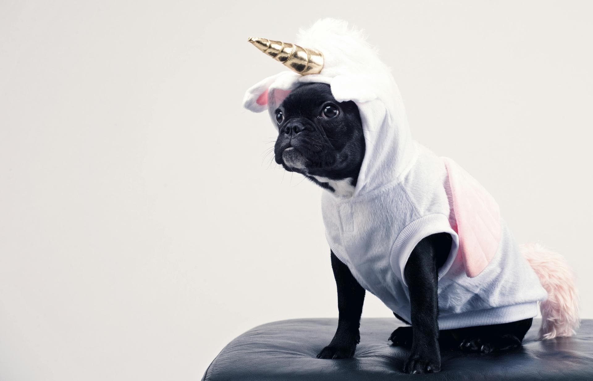 Dog & Cat Vets in Harvey