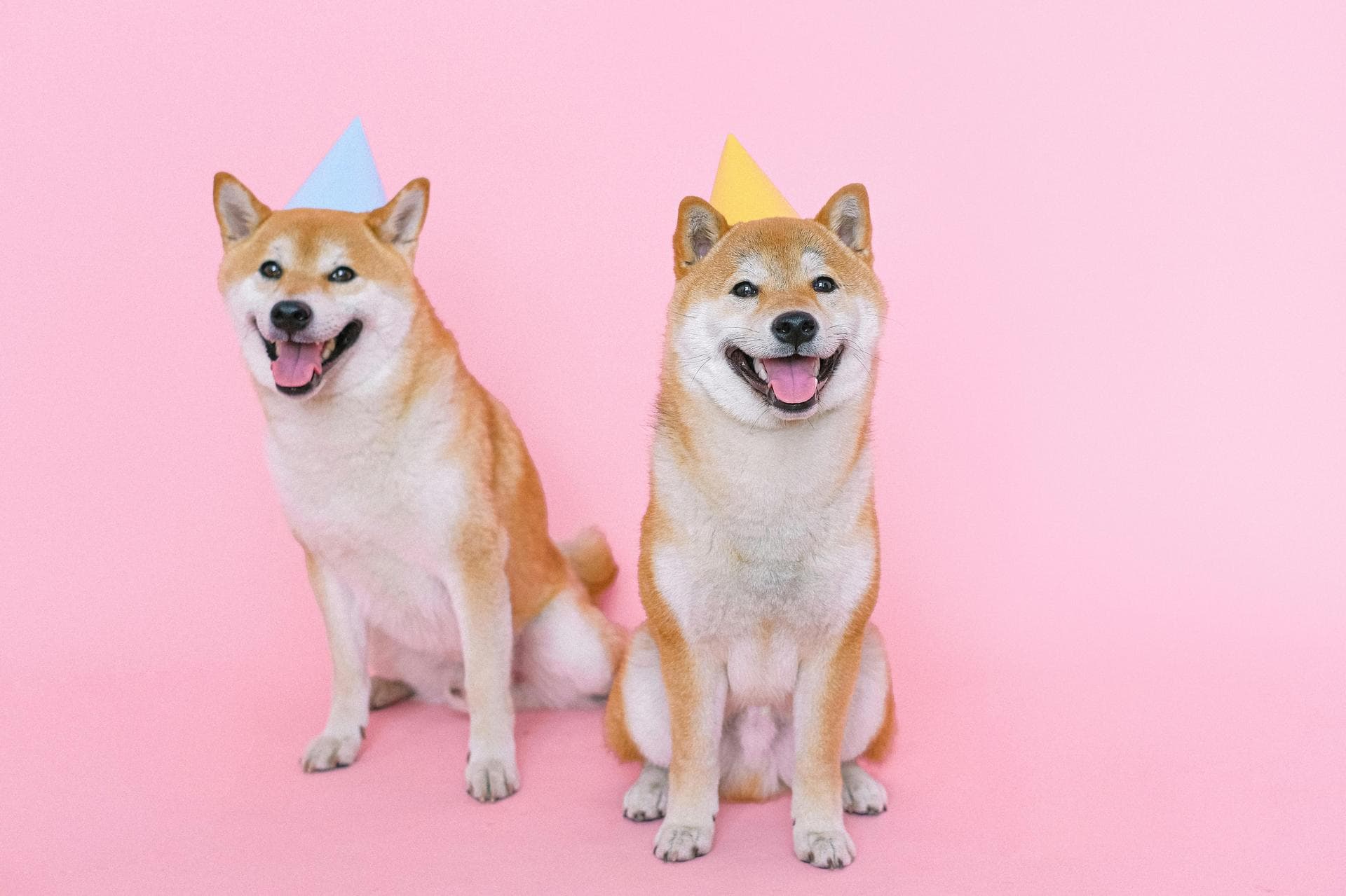 Dog & Cat Vets in Steele